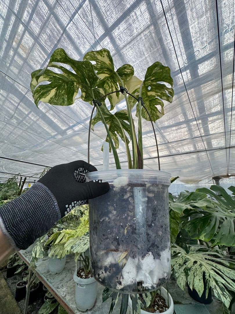 X1モンステラ　クリームブリュレ　成長点カット苗