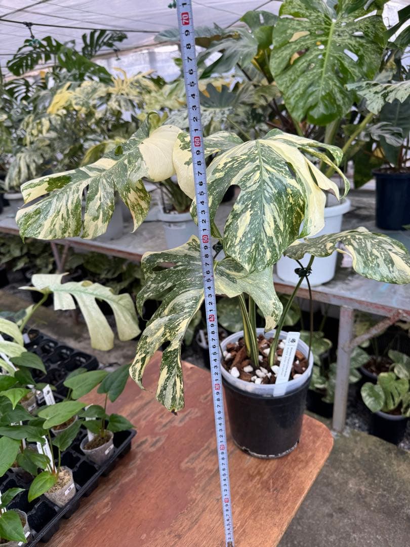 X1モンステラ　クリームブリュレ　成長点カット苗