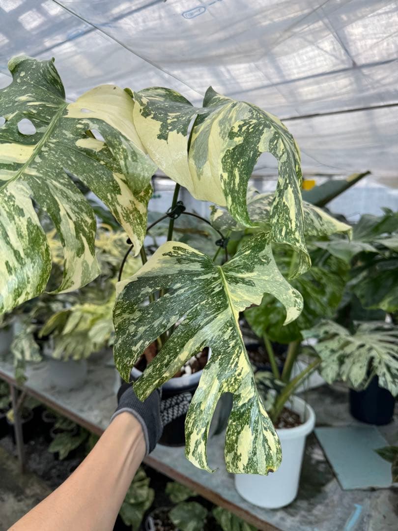 X1モンステラ　クリームブリュレ　成長点カット苗