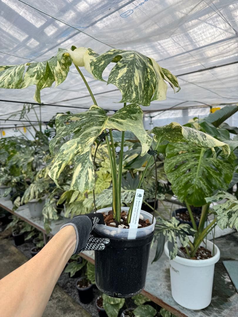 X1モンステラ　クリームブリュレ　成長点カット苗