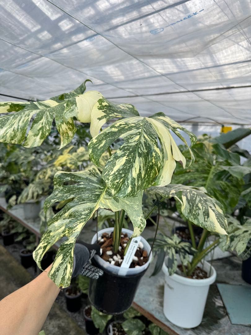 X1モンステラ　クリームブリュレ　成長点カット苗