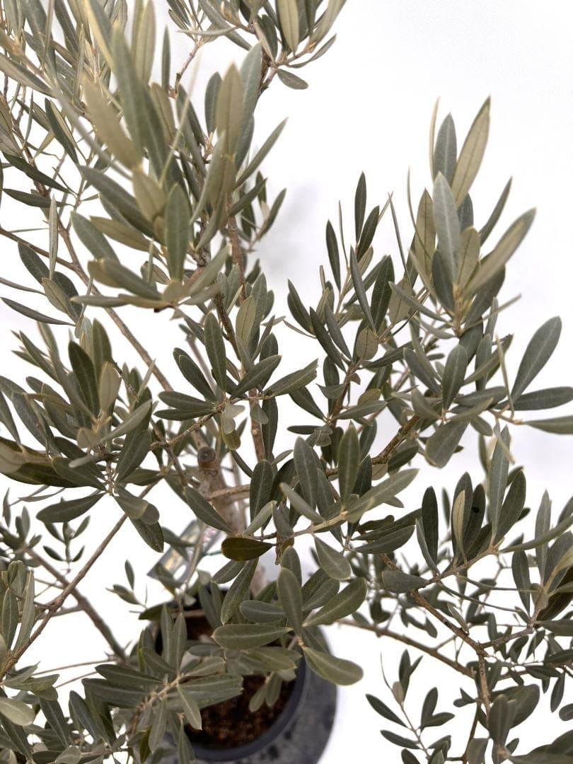 オリーブの木 ピクアル 8号 約120cm K-350 人気品種 現品掲載 - メルカリ