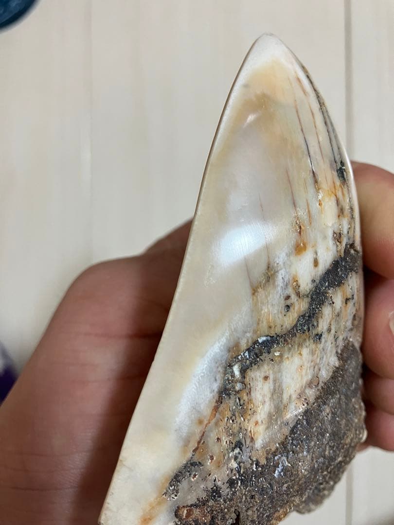 メガロドン歯化石