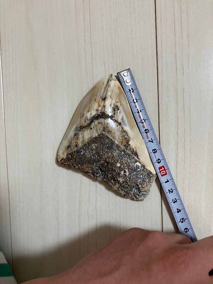 メガロドン歯化石