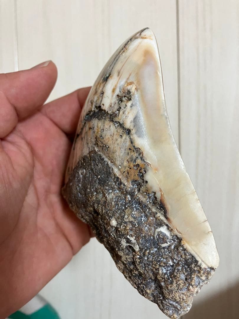 メガロドン歯化石