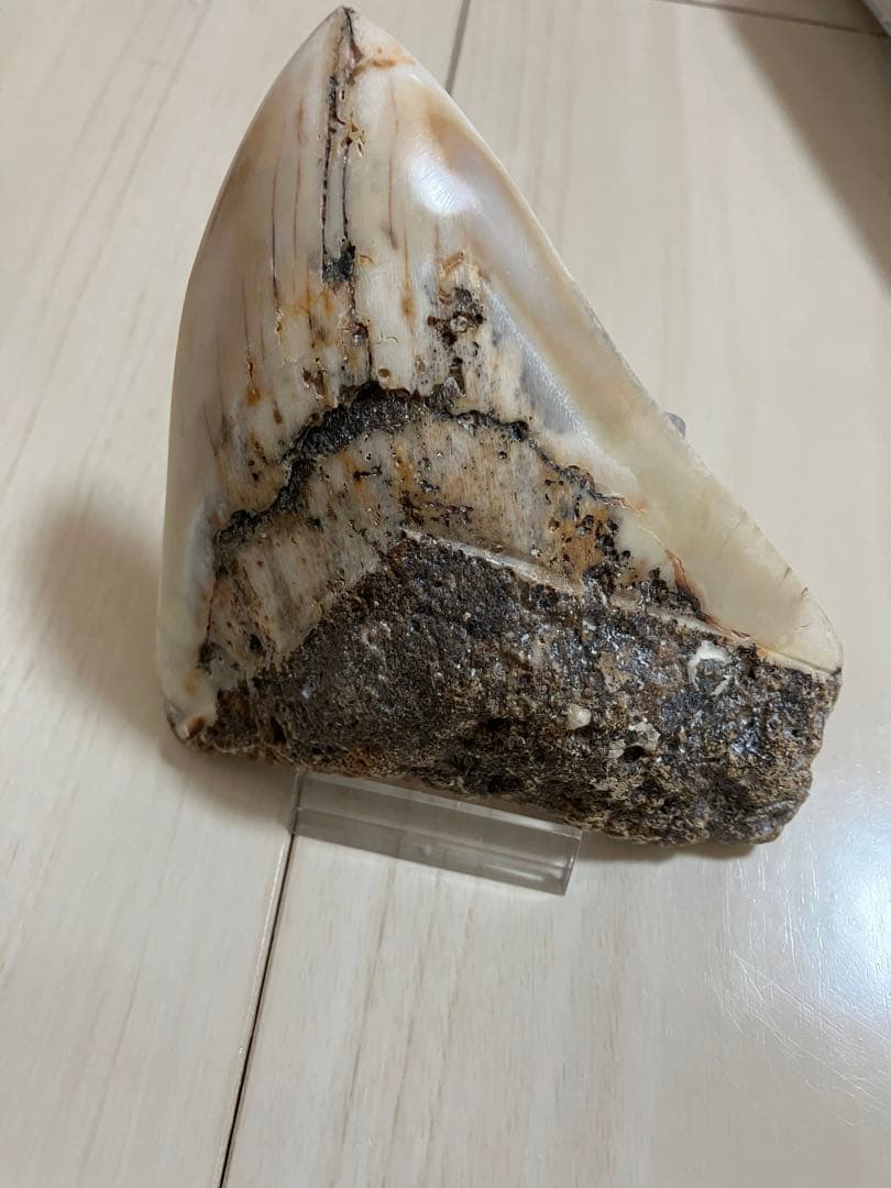 メガロドン歯化石