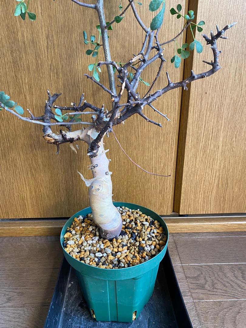 発根済み　コミフォラ　ピュア　カタフ