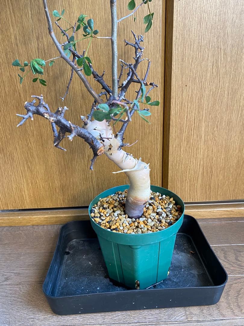 発根済み　コミフォラ　ピュア　カタフ