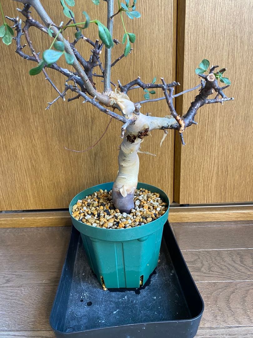 発根済み　コミフォラ　ピュア　カタフ