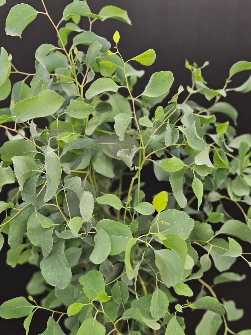 へらーりおまとめリクエスト。幹太ユーカリポポラス2.0M(鉢底から)品番B