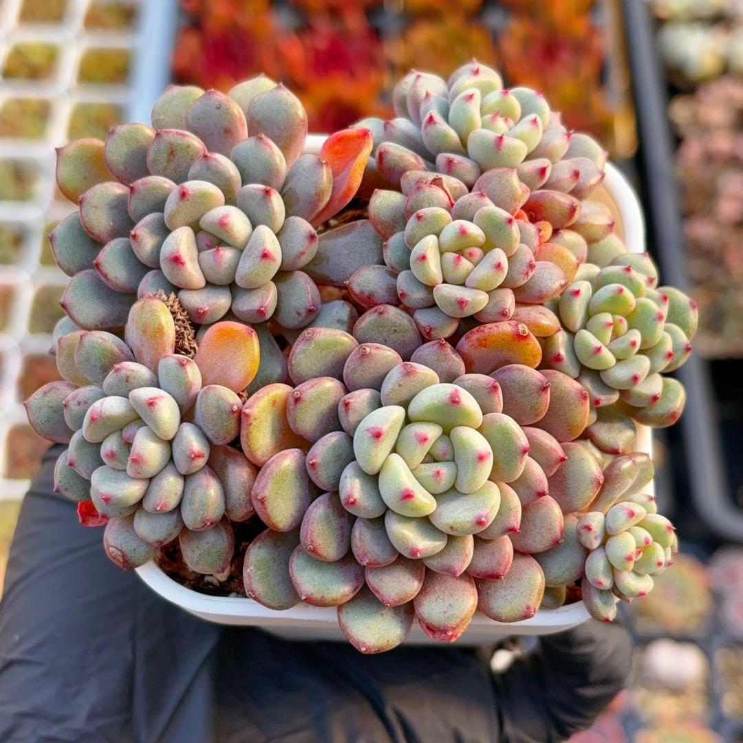 雪桃（スノーピーチ） 群生株 抜き苗 多肉植物 エケベリア - メルカリ