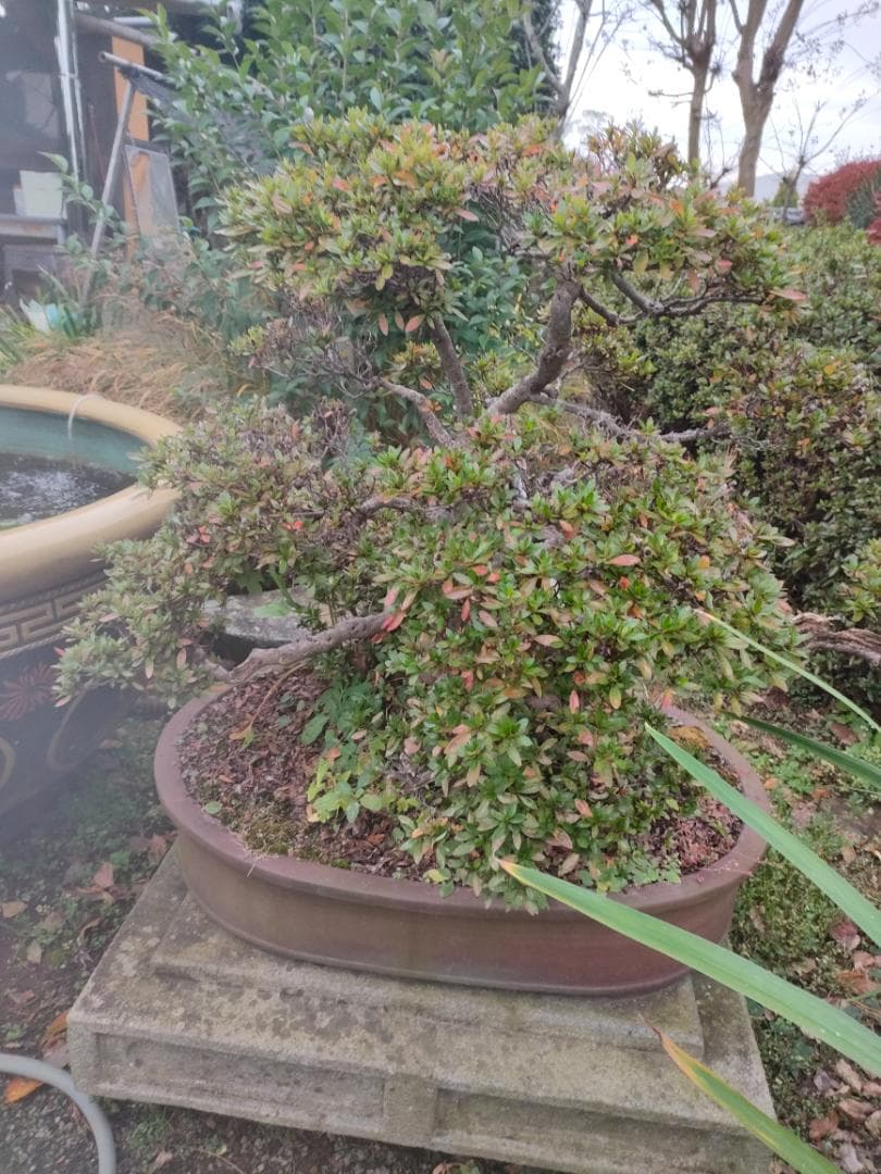 ツツジ（大盃）