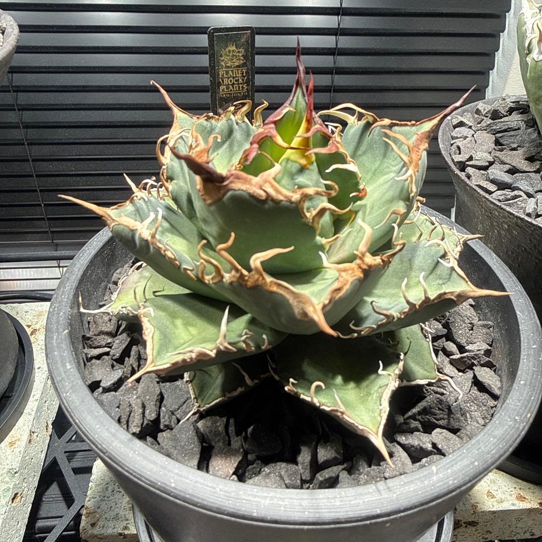 アガベ　シャークソウイ　shark soui 親株