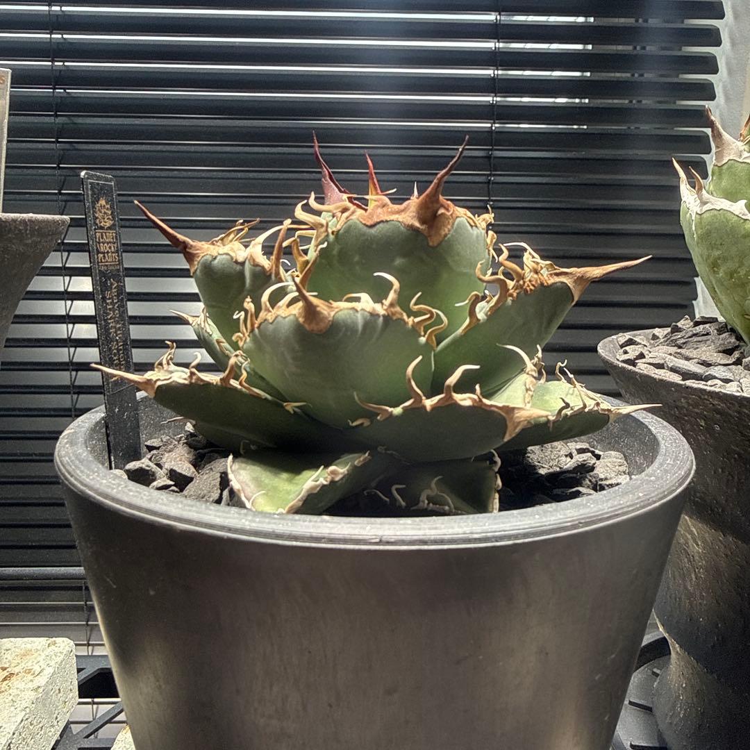 アガベ　シャークソウイ　shark soui 親株