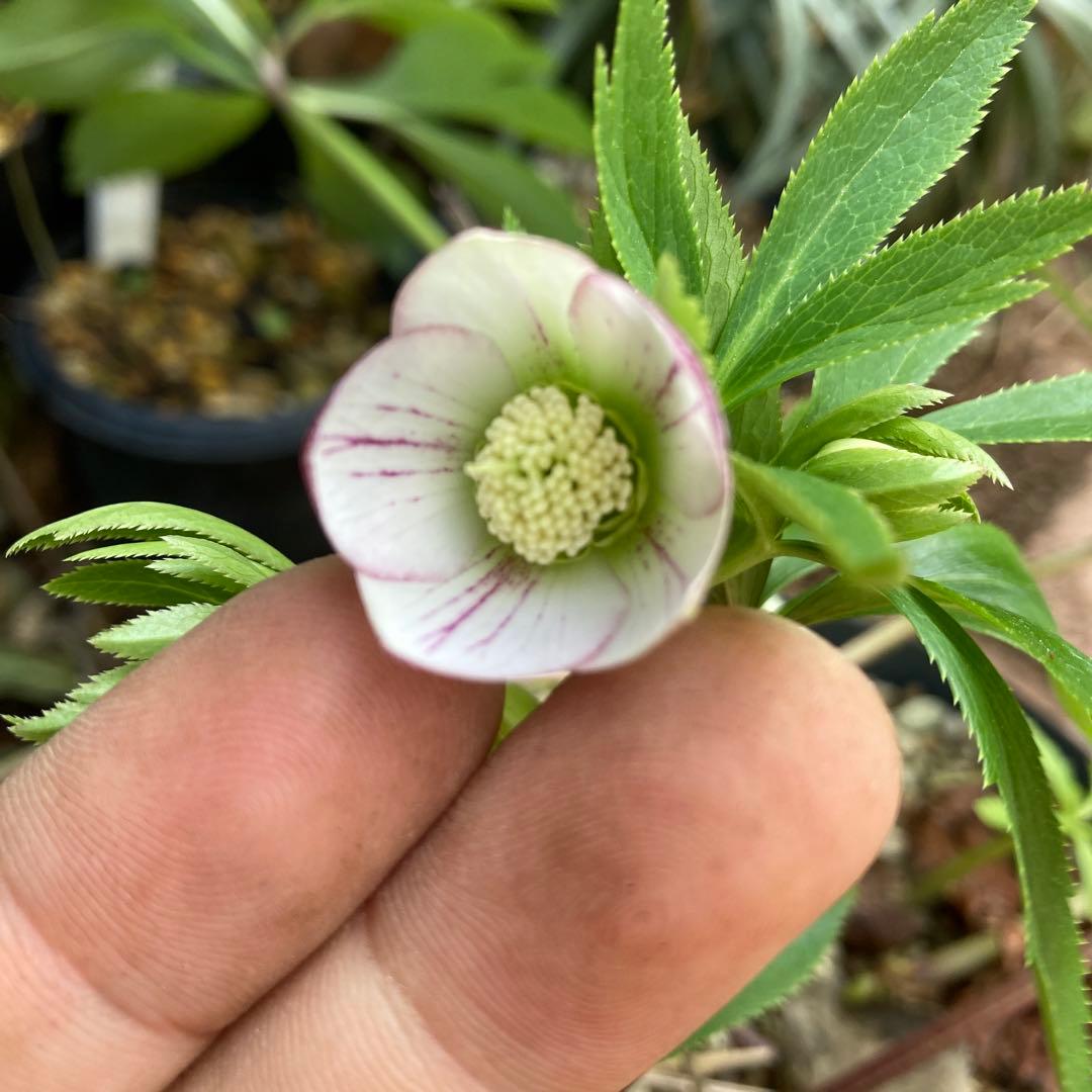 クリスマスローズ 小輪多花 白ピンク ストライプ 株分け - メルカリ