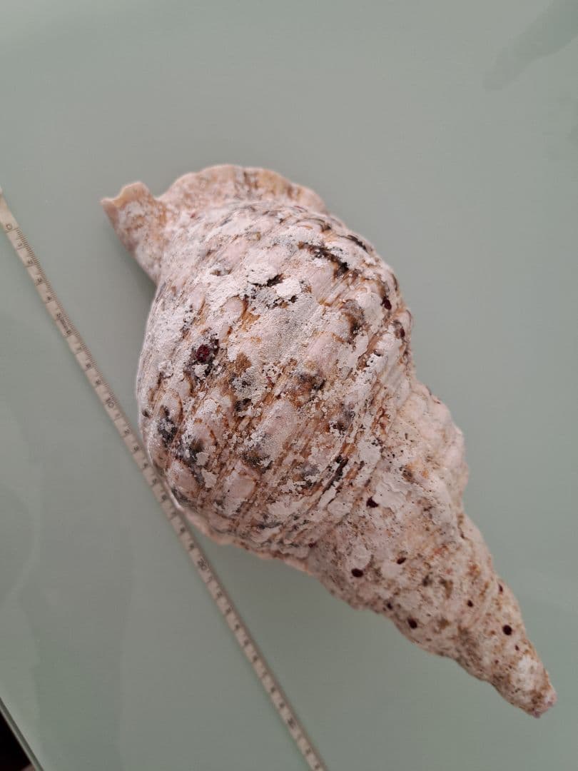 沖縄県産☆天然法螺貝