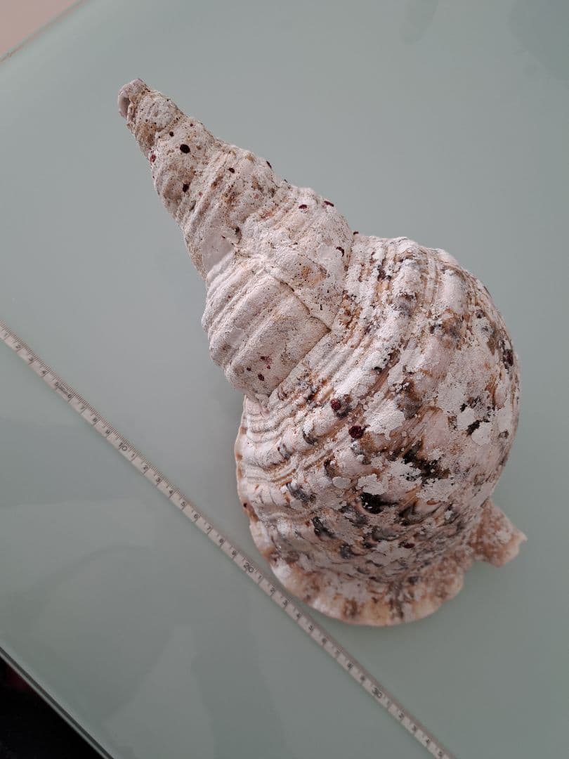 沖縄県産☆天然法螺貝