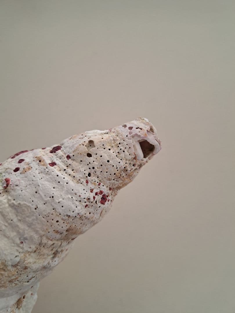 沖縄県産☆天然法螺貝