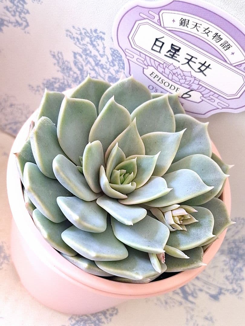 ちからもち白星天女札付きポットごとメルカリ便オーズプランツさん苗バラ売り不可