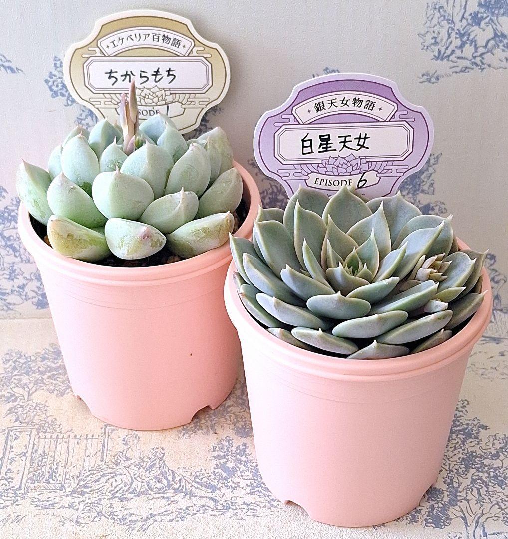 ちからもち白星天女札付きポットごとメルカリ便オーズプランツさん苗バラ売り不可