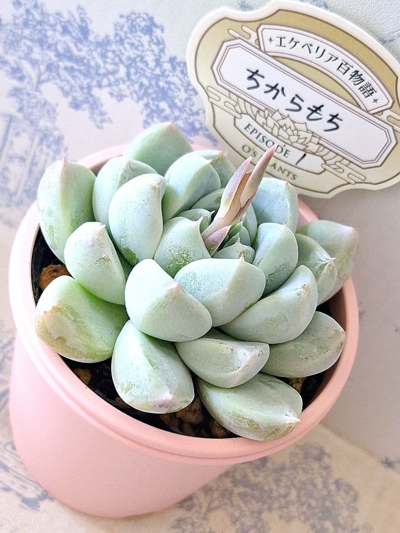 ちからもち白星天女札付きポットごとメルカリ便オーズプランツさん苗バラ売り不可