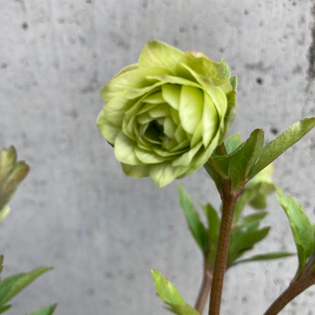 クリスマスローズ　開花株　3.5寸 　大木ナーセリー　HOPPY