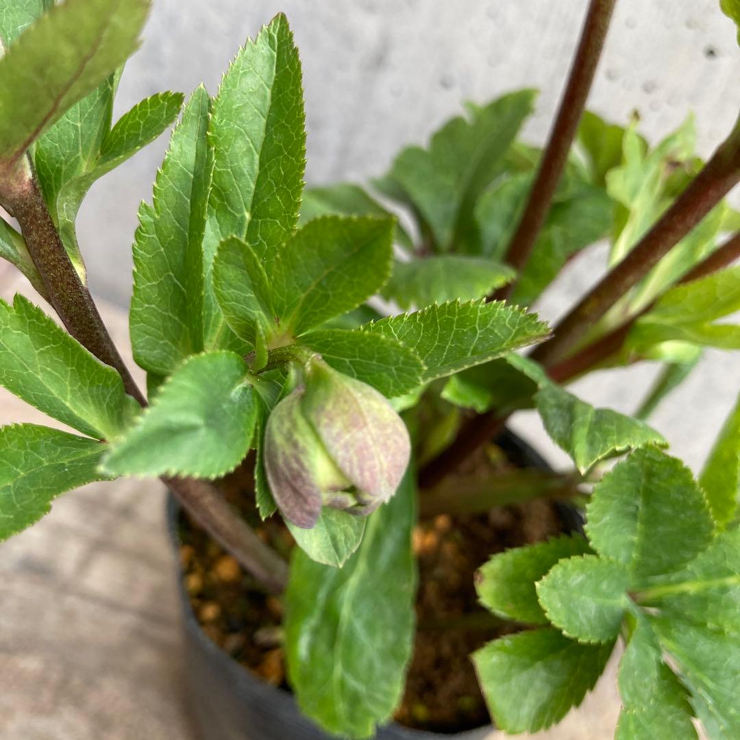 クリスマスローズ　開花株　3.5寸 　大木ナーセリー　HOPPY