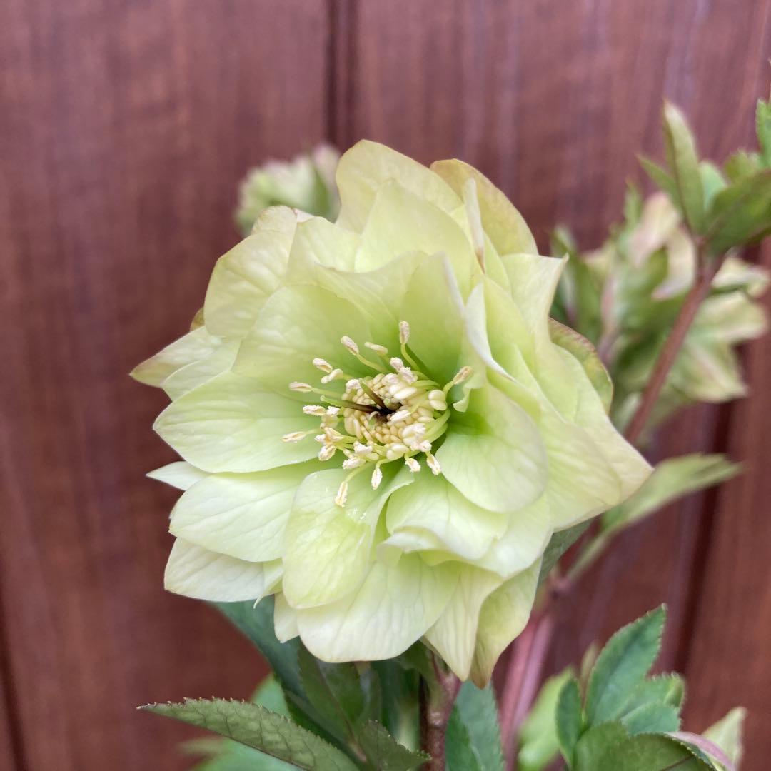 クリスマスローズ　開花株　3.5寸 　大木ナーセリー　HOPPY