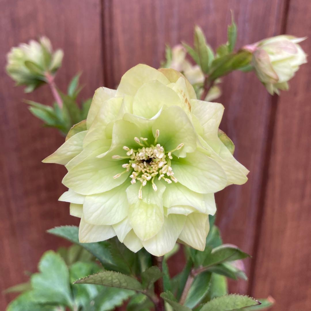 クリスマスローズ　開花株　3.5寸 　大木ナーセリー　HOPPY