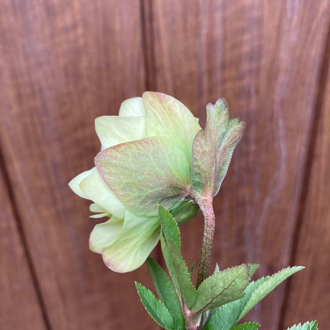 クリスマスローズ　開花株　3.5寸 　大木ナーセリー　HOPPY