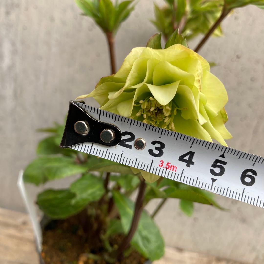 クリスマスローズ　開花株　3.5寸 　大木ナーセリー　HOPPY