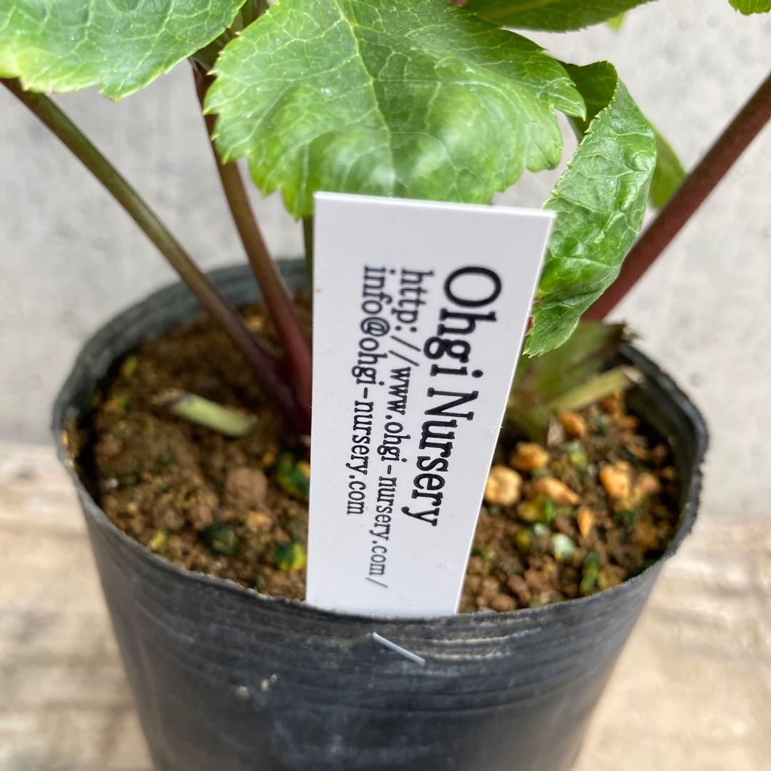 クリスマスローズ　開花株　3.5寸 　大木ナーセリー　HOPPY