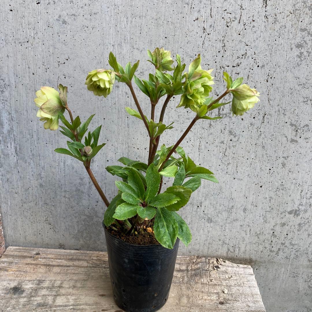 クリスマスローズ　開花株　3.5寸 　大木ナーセリー　HOPPY