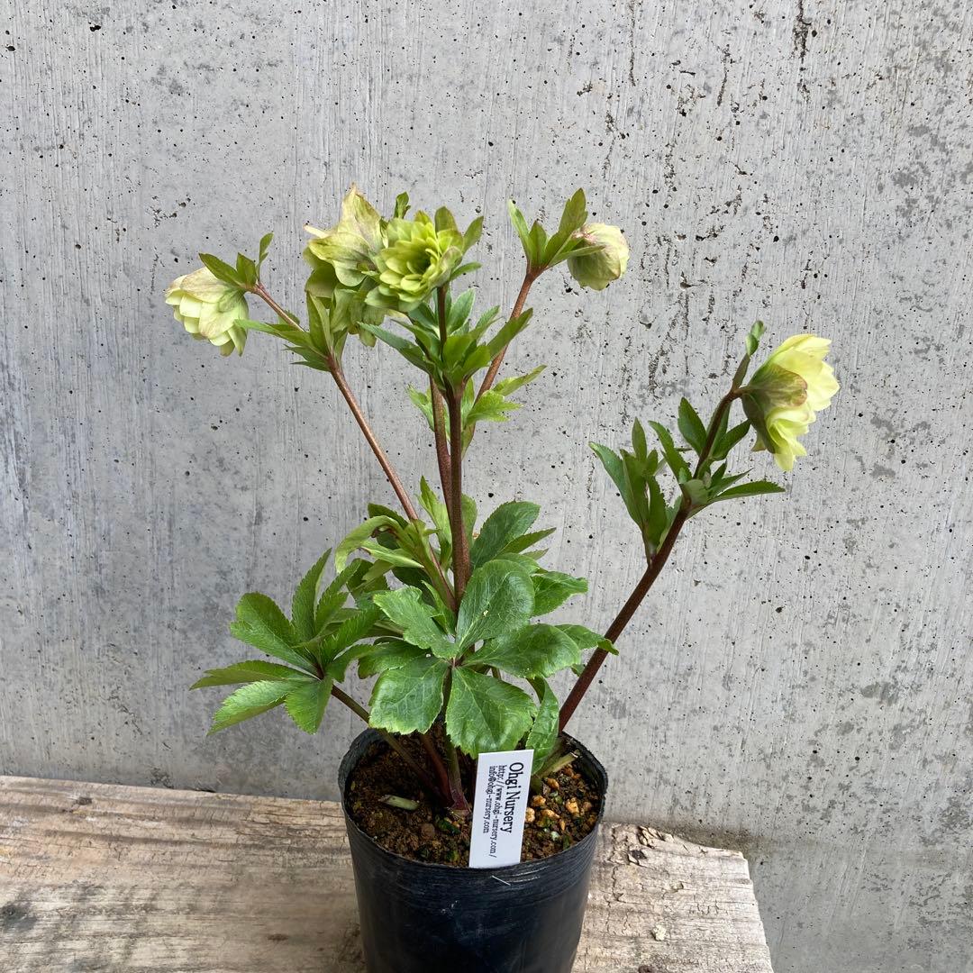 クリスマスローズ　開花株　3.5寸 　大木ナーセリー　HOPPY