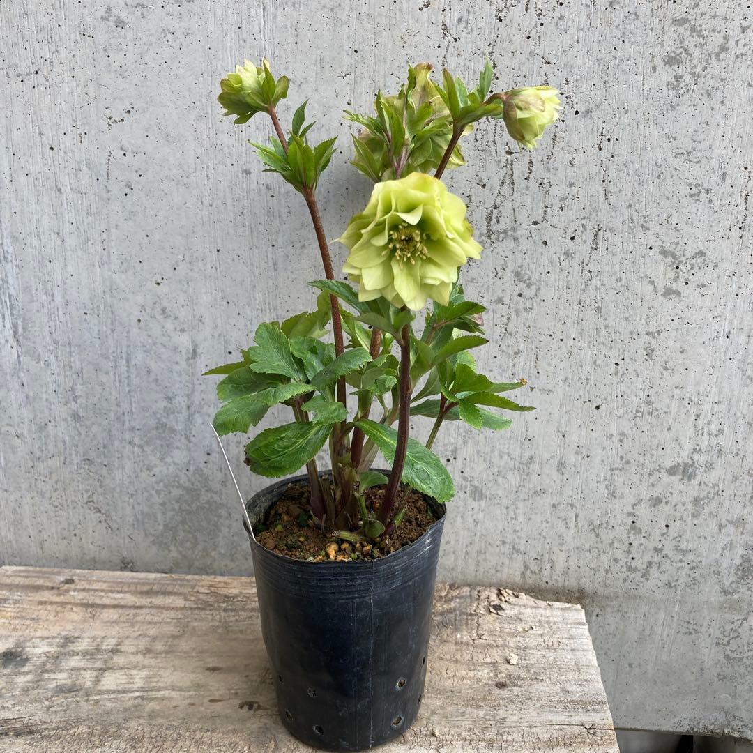 クリスマスローズ　開花株　3.5寸 　大木ナーセリー　HOPPY