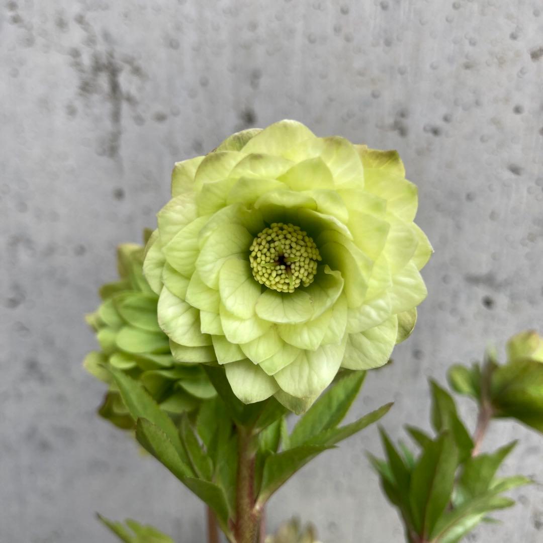 クリスマスローズ　開花株　3.5寸 　大木ナーセリー　HOPPY