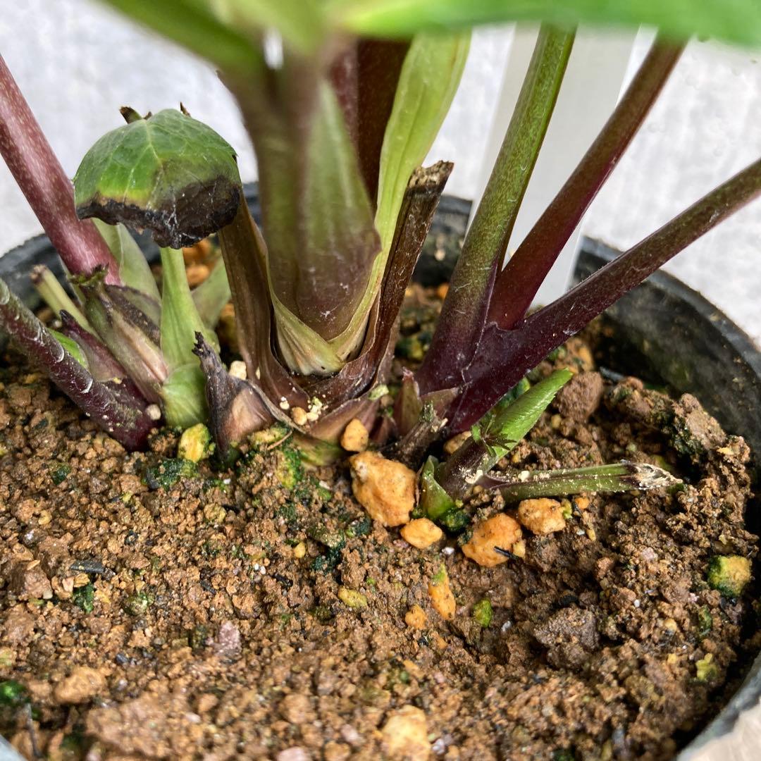 クリスマスローズ　開花株　3.5寸 　大木ナーセリー　HOPPY