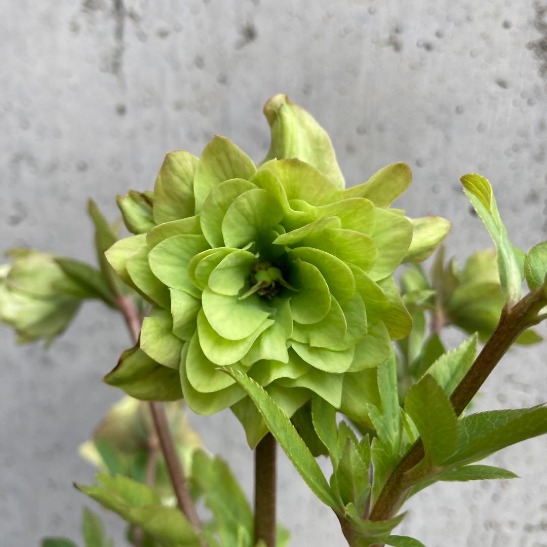 クリスマスローズ　開花株　3.5寸 　大木ナーセリー　HOPPY