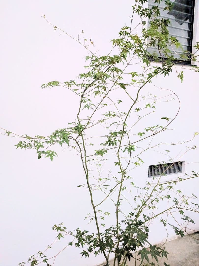 モミジとコハウチワカエデ共生株。 | 激安通販のイーサプライ