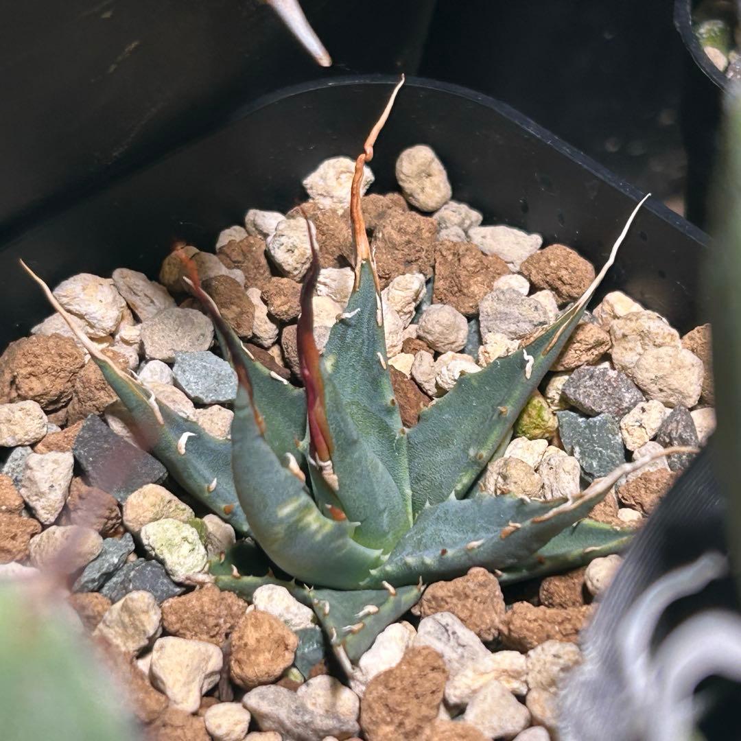 アガベ ユタエンシス エボリスピナ 陽炎 S級選抜株 直子 子株 - メルカリ