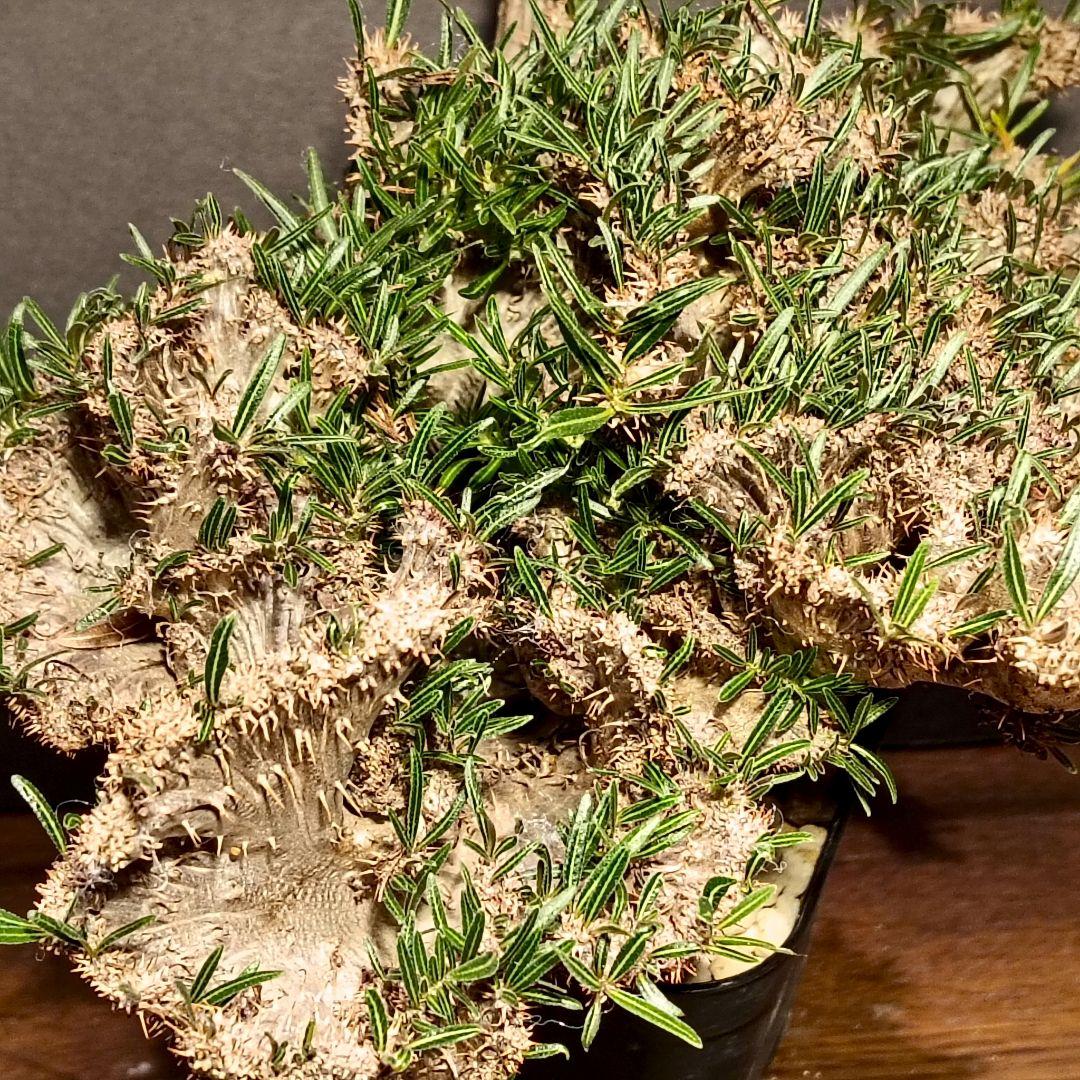 特大超綴化！　パキポディウム　グラキリス　綴化　せっか　てっか