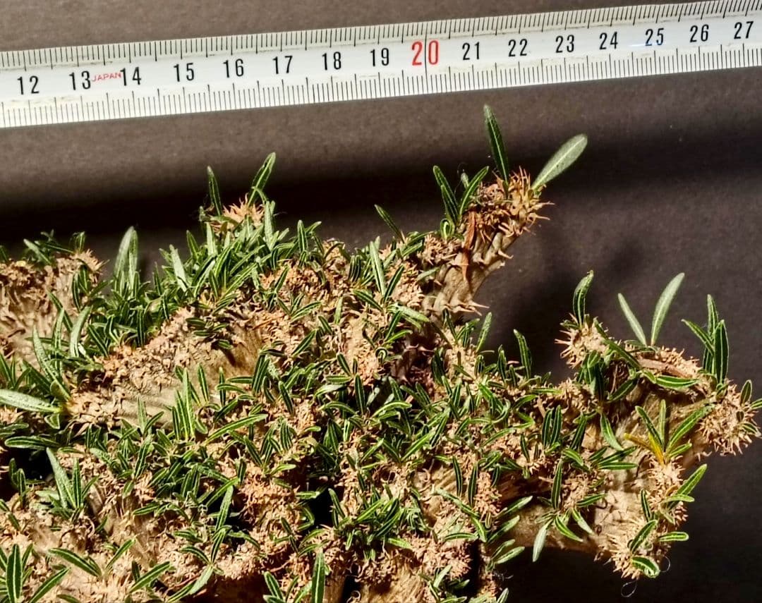 特大超綴化！　パキポディウム　グラキリス　綴化　せっか　てっか