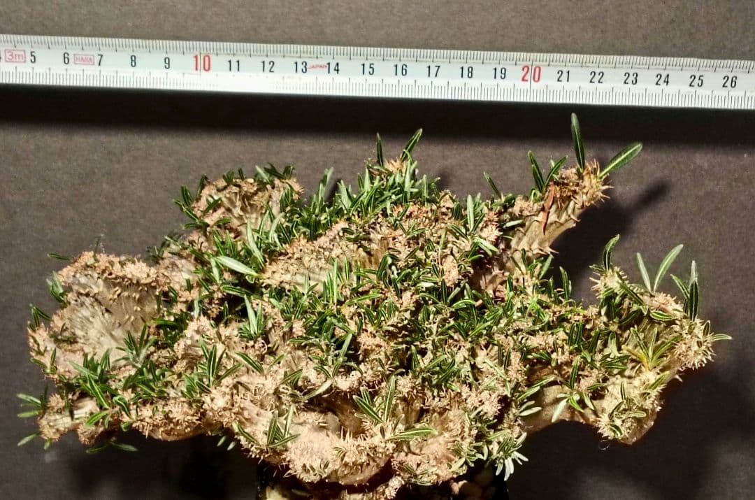 特大超綴化！　パキポディウム　グラキリス　綴化　せっか　てっか