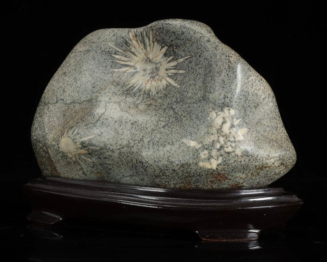 菊花石 紋石 台座付 1.7kg 鑑賞石 原石 自然石 美石 水石 盆石 飾石