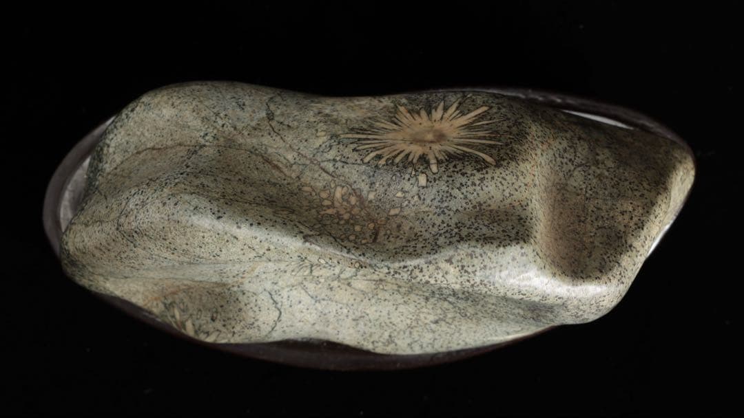 菊花石 紋石 台座付 1.7kg 鑑賞石 原石 自然石 美石 水石 盆石 飾石