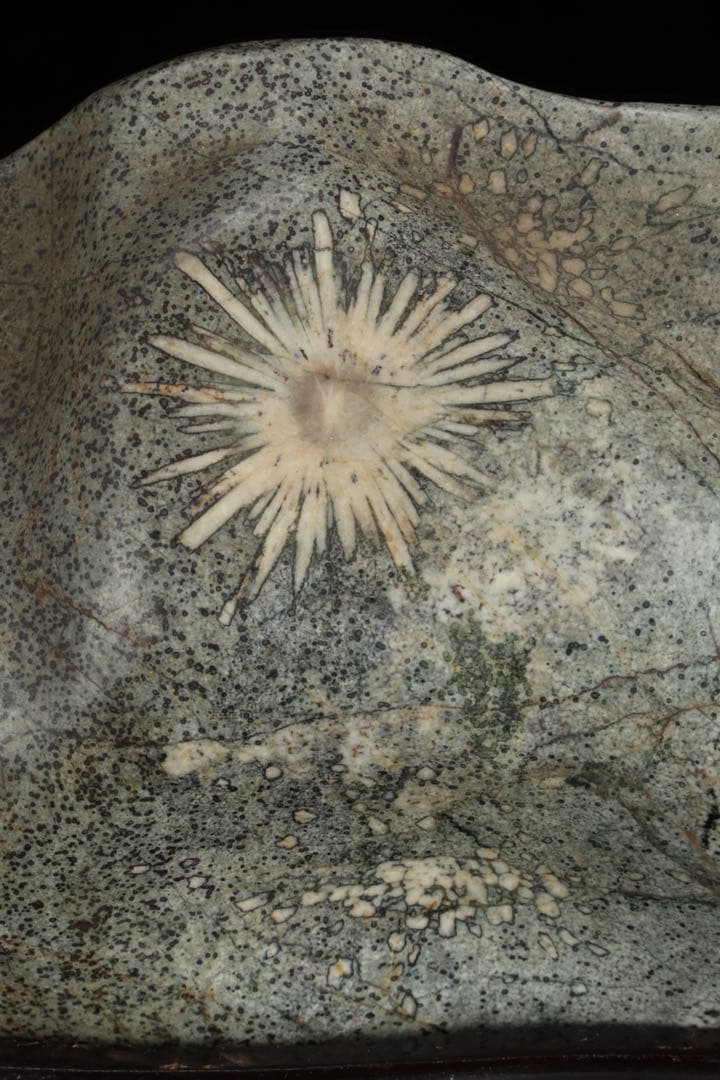 菊花石 紋石 台座付 1.7kg 鑑賞石 原石 自然石 美石 水石 盆石 飾石