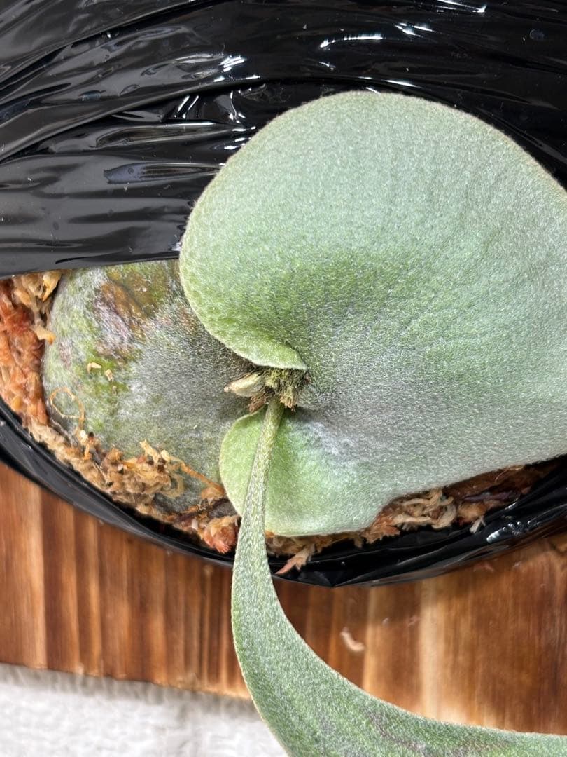 ビカクシダ P. Monster pup