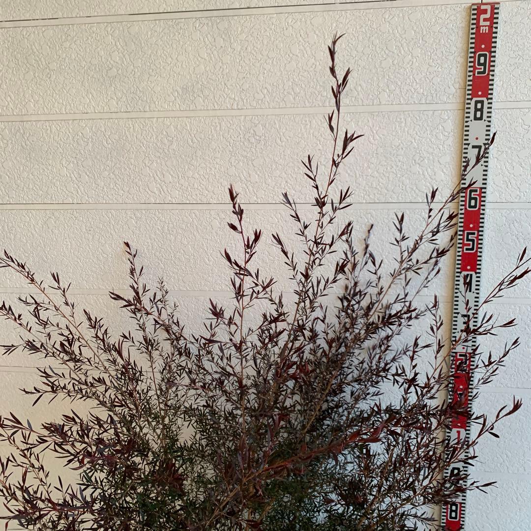 大株 メラレウカ カッパーグロー ティーツリー ブラック 紅葉 銅葉 49