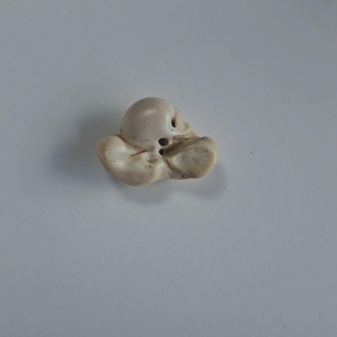 イルカの耳骨【大きさ2.6㎝】 - メルカリ