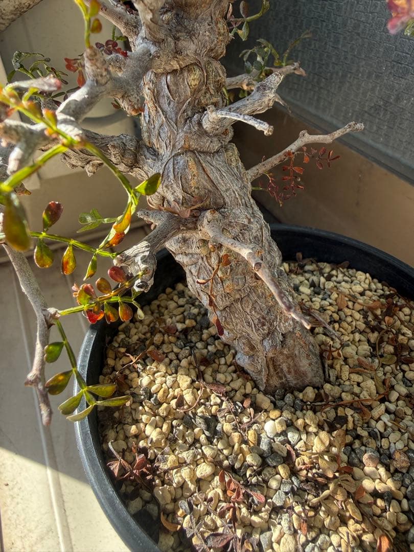 オペルクリカリア パキプス 実生 11年株 作り込み